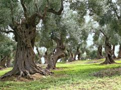 olives-trees