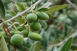 olives